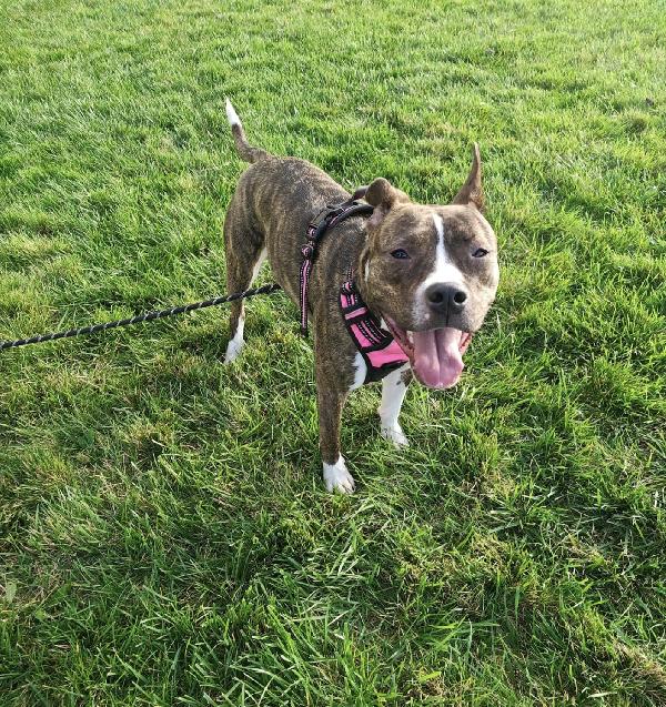 Pippi cerca casa Foto 6